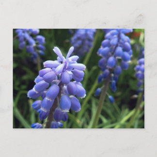 Blue Bells Postcard
