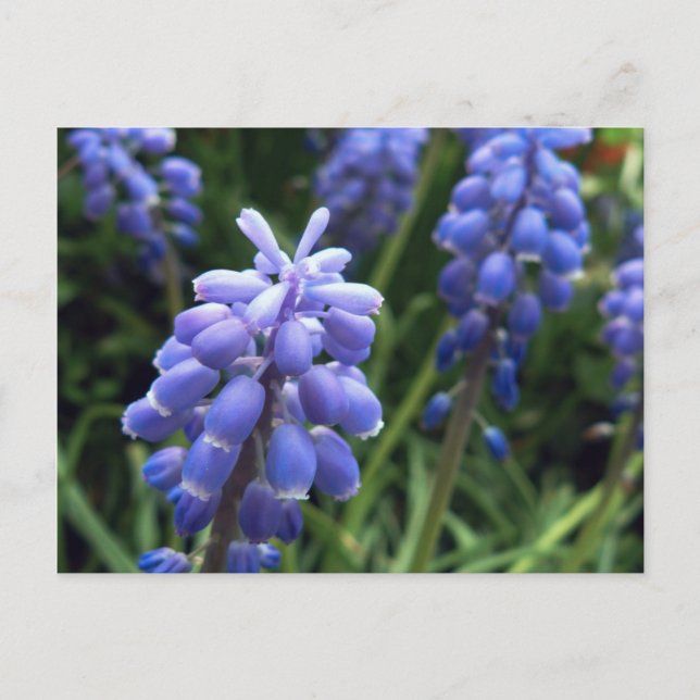 Blue Bells Postcard (Front)