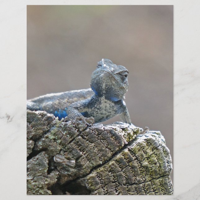 Blue Belly Alligator Lizard (Front)