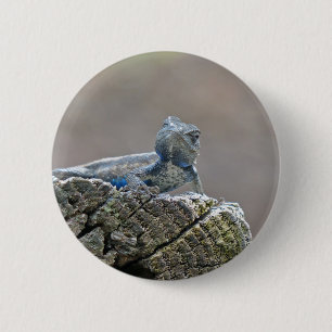 Blue Belly Alligator Lizard 6 Cm Round Badge