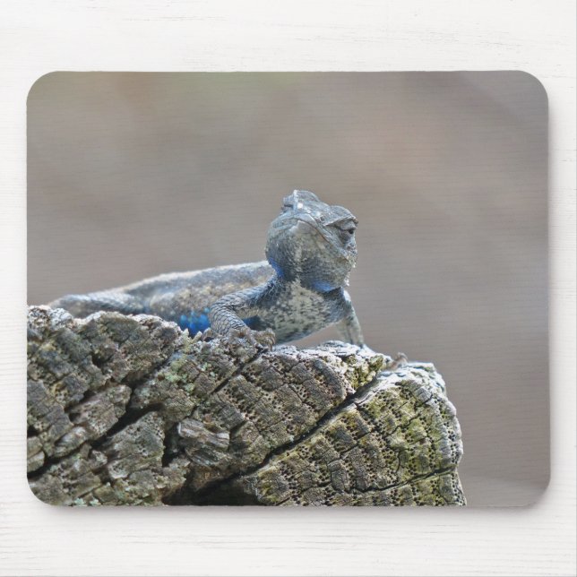 Blue Belly Alligator Lizard Mouse Mat (Front)