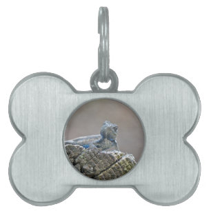 Blue Belly Alligator Lizard Pet Name Tag