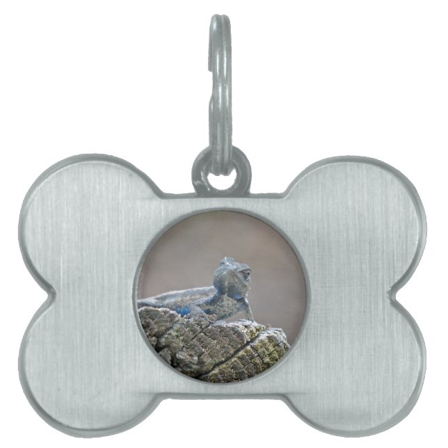 Blue Belly Alligator Lizard Pet Name Tag (Front)