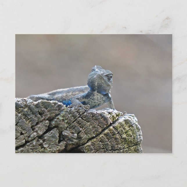 Blue Belly Alligator Lizard Postcard (Front)