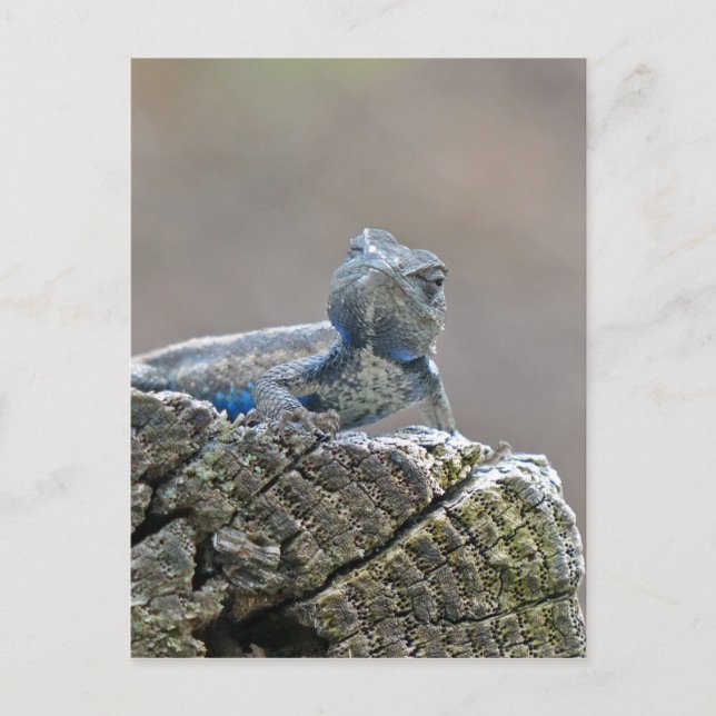 Blue Belly Alligator Lizard Postcard (Front)