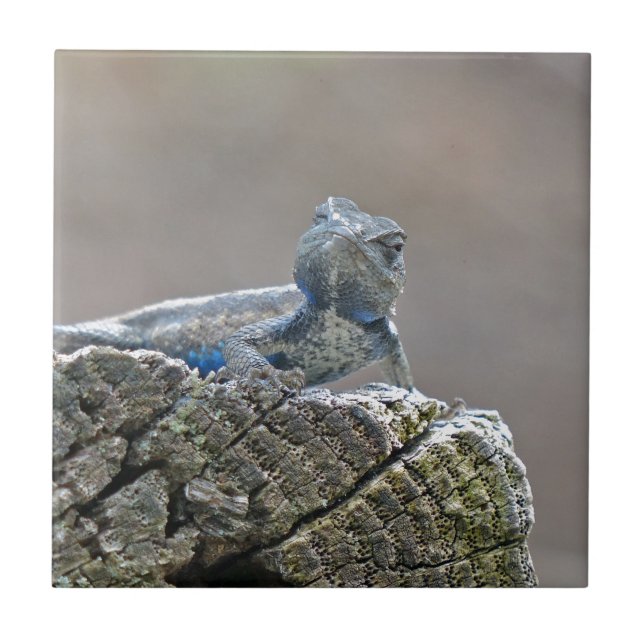 Blue Belly Alligator Lizard Tile (Front)
