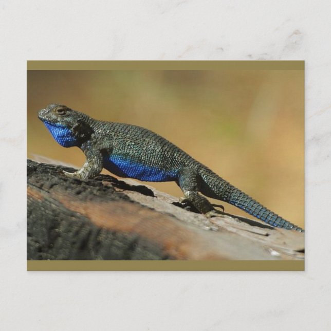 Blue Belly Scale Lizard Postcard (Front)