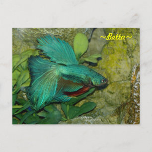 Blue Betta fish Postcard
