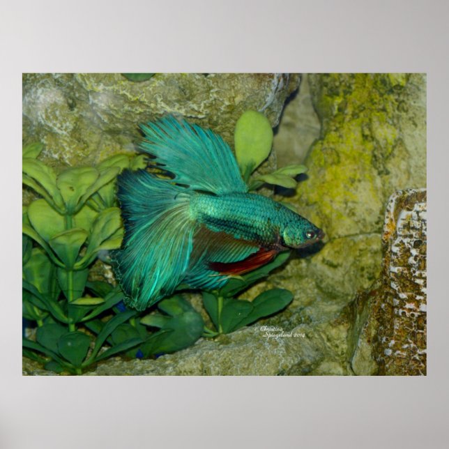 Blue Betta fish Print or Poster (Front)
