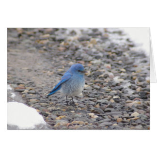 Blue Bird