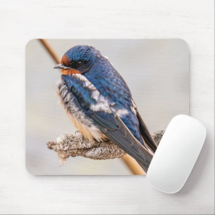 Blue Bird, Barn Swallow, Canadian Photography Mouse Mat