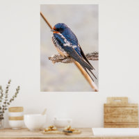 Blue Bird, Barn Swallow, Canadian Photography