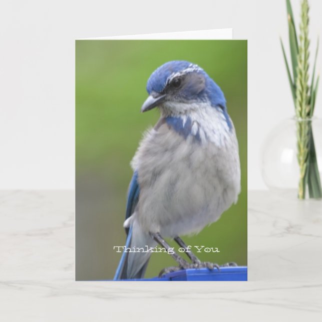 Blue Bird Card (Front)