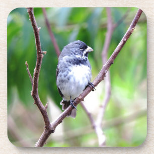 Blue Bird Coaster