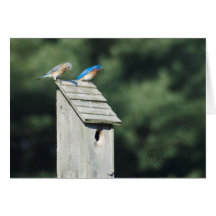 Blue Bird House, Card