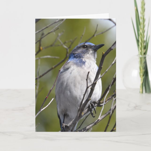 Blue Bird in a Tree Card (Front)