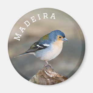 Blue bird Madeira Chaffinch (Fringilla maderensis) Magnet
