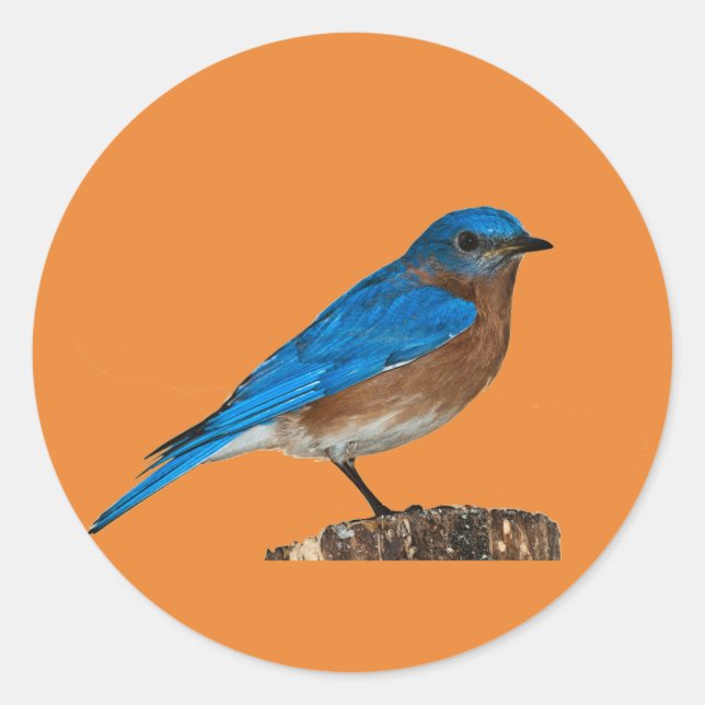 blue bird names,bluebird, bluebird lover,bluebird classic round sticker (Front)