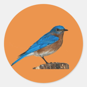 blue bird names,bluebird, bluebird lover,bluebird classic round sticker