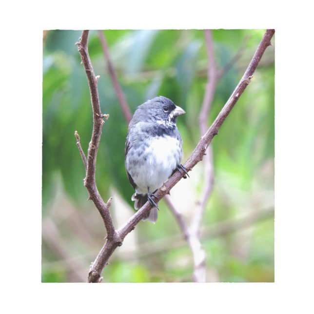 Blue Bird Notepad (Front)