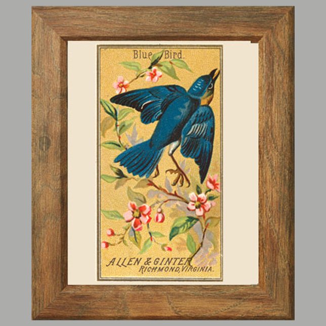 Blue Bird, Set of 8 (2 of 8) Bird Gallery Wall  Poster (Creator Uploaded)