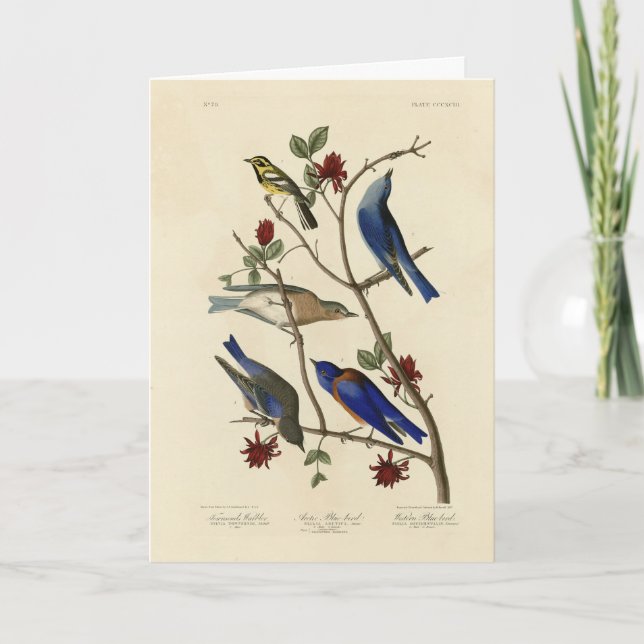 Blue-birds and Warbler, Audubon's Birds of America Card (Front)