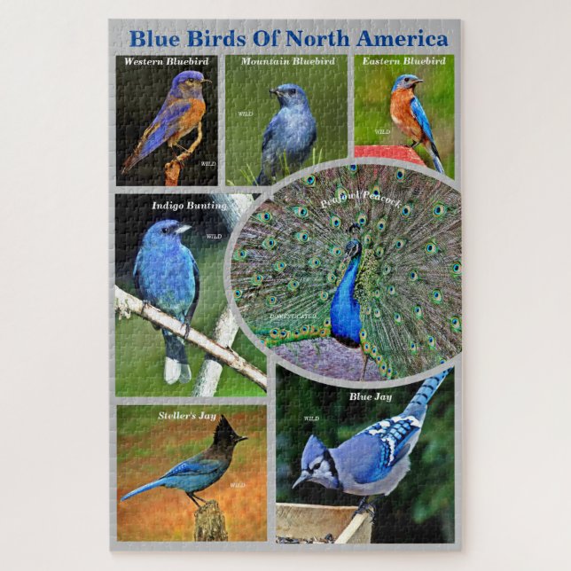 Blue Birds of North America Educational 7 Species Jigsaw Puzzle (Vertical)