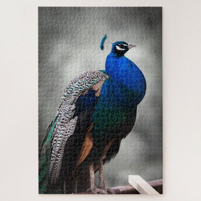 Blue black and white peacock 1014 pieces adult jigsaw puzzle (Vertical)