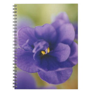 Blue Blooming Flower of Violet Saintpaulia Zoomed Notebook