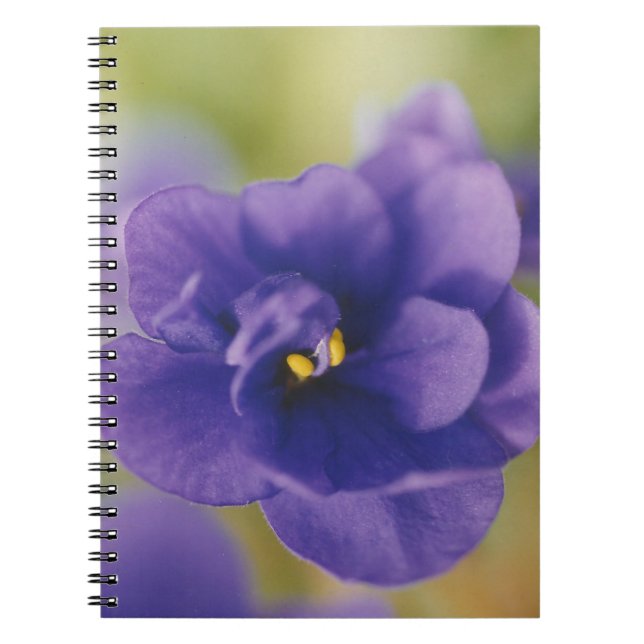 Blue Blooming Flower of Violet Saintpaulia Zoomed Notebook (Front)