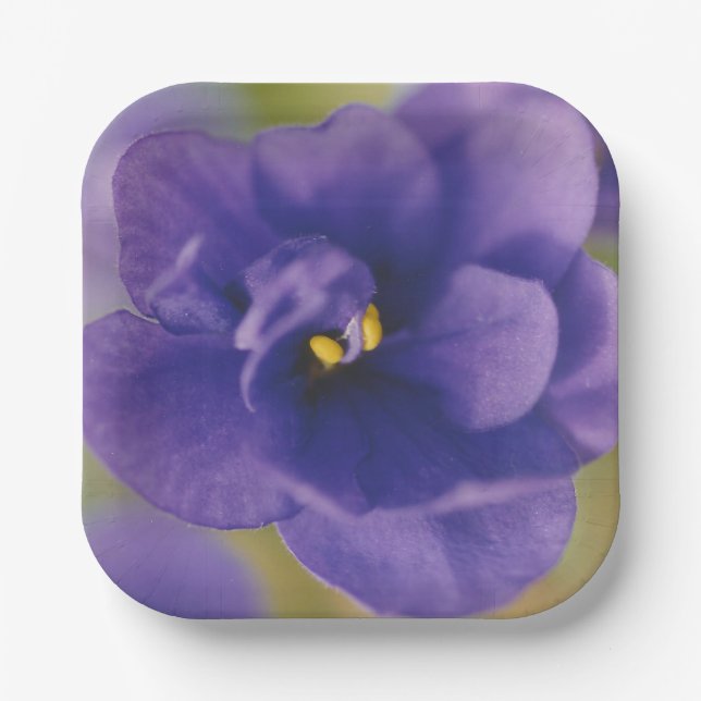 Blue Blooming Flower of Violet Saintpaulia Zoomed Paper Plate (Front)