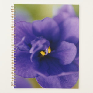 Blue Blooming Flower of Violet Saintpaulia Zoomed Planner