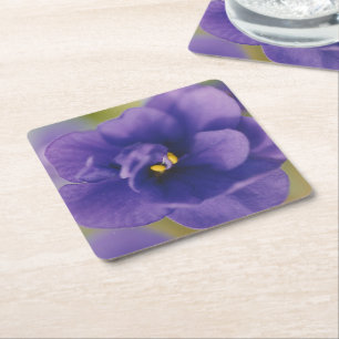 Blue Blooming Flower of Violet Saintpaulia Zoomed Square Paper Coaster