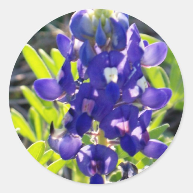 Blue Bonnet Classic Round Sticker (Front)