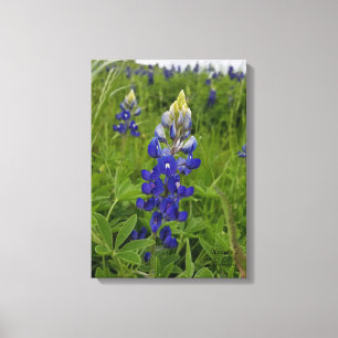 Blue Bonnets of Texas Canvas Print