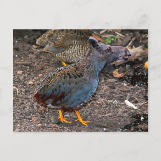 Blue-breasted Quailmoose postcard (Front)