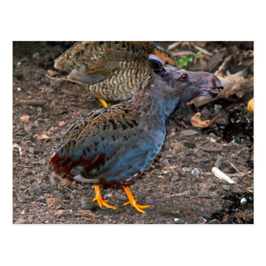 Blue-breasted Quailmoose postcard