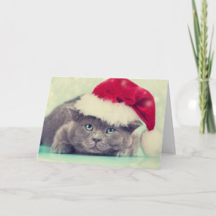 Blue British Cat Purr-fect Holiday Season