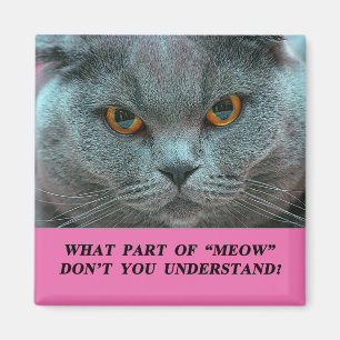 Blue British Shorthair Cat fridge magnet