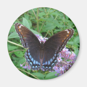 Blue & Brown butterfly ~ magnet