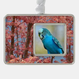 Blue budgerigar perched postcard square sticker T- Silver Plated Framed Ornament