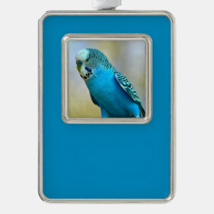 Blue budgerigar perched postcard square sticker T- Silver Plated Framed Ornament