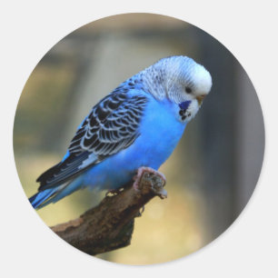 Blue Budgie Classic Round Sticker