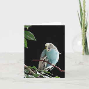 Blue Budgie Greeting Card,  Parakeet Greeting Card
