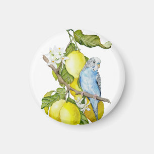 Blue Budgie in Lemon Tree Watercolor Botanical Art Magnet