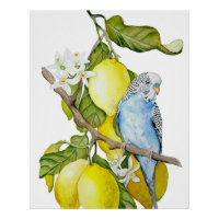 Blue Budgie in Lemon Tree Watercolor Botanical Art