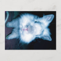 blue bunny