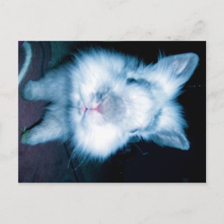 blue bunny postcard