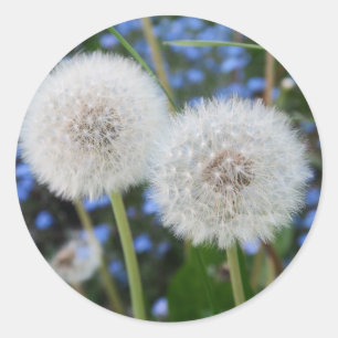 blue, buttercup, plant, dandelion, meadow, white, classic round sticker