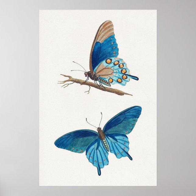 Blue Butterflies Poster (Front)